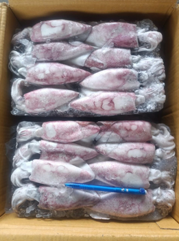 Squid - Raju & Richi Farms - India
